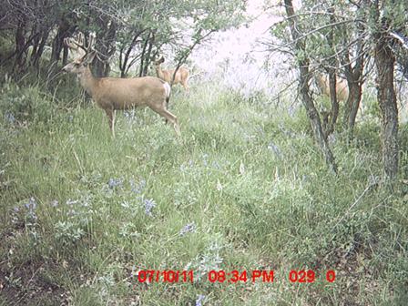 Trail Cam #1 2011