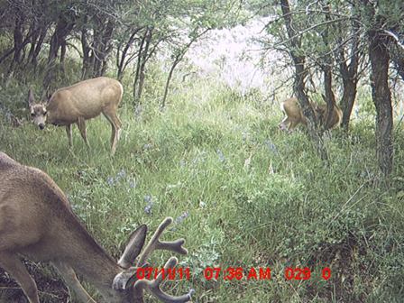 Trail Cam #1 2011