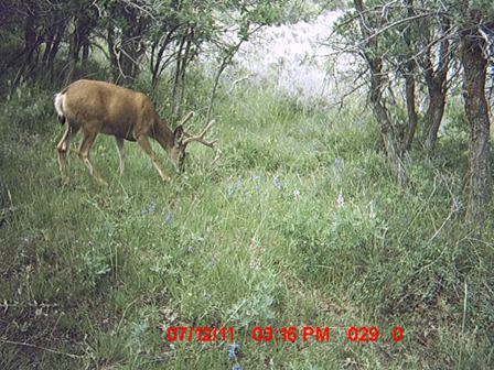 Trail Cam #1 2011