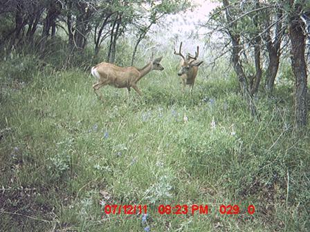 Trail Cam #1 2011