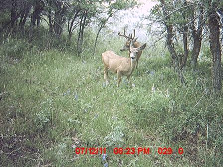 Trail Cam #1 2011