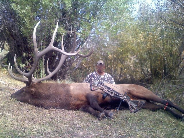 Idaho Archery Bull