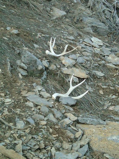 Re: First Year Shed Hunting