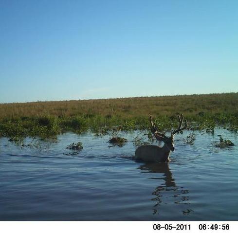 Kansas Bucks