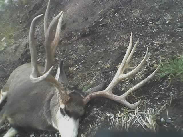 nice buck killed by car