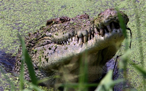 Crocodile hunt in Australia