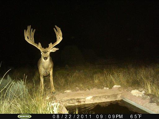 strip bucks!