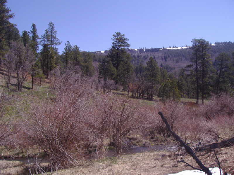 Colorado Merriam Turkey Hunt