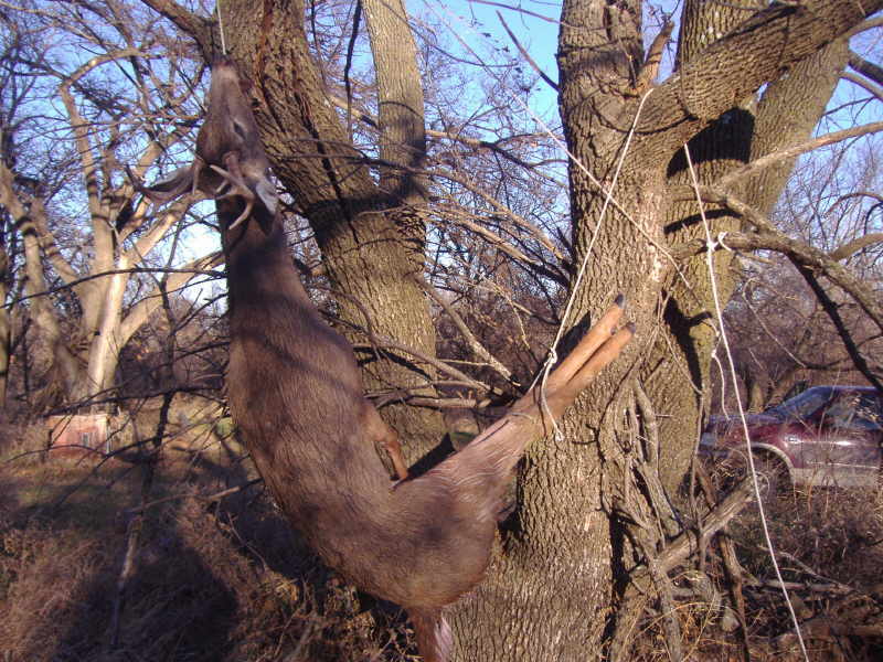 My Kansas Whitetail buck hunt.