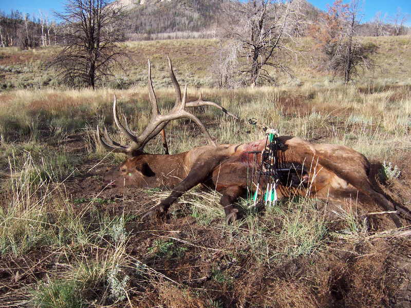 Utah is the King of Big Bulls!