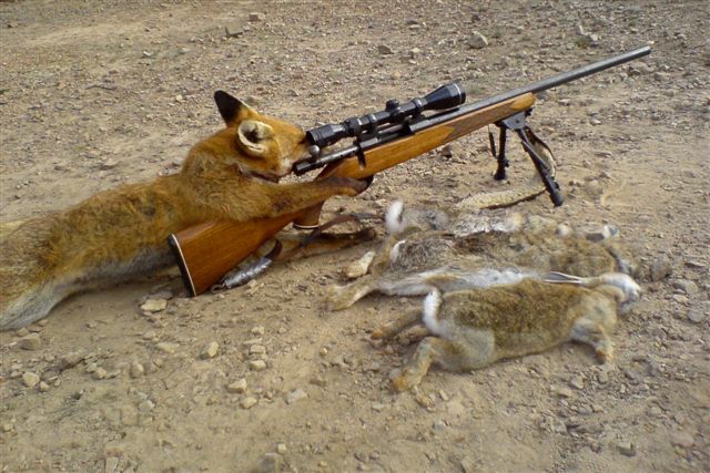 Fox hunting...should it be outlawed?