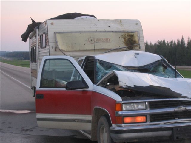 This is not the best way to load a Moose....