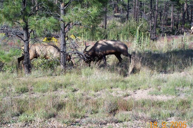 NM rutting Wapiti..............