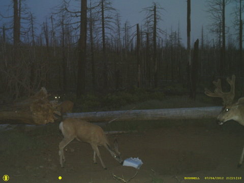 Central Oregon Muley pics