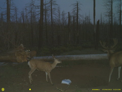 Central Oregon Muley pics