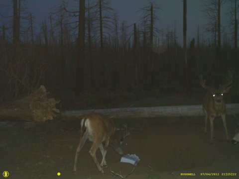 Central Oregon Muley pics