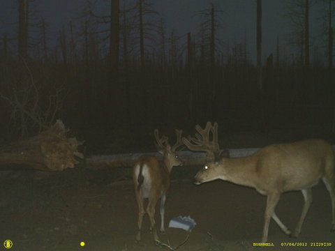 Central Oregon Muley pics