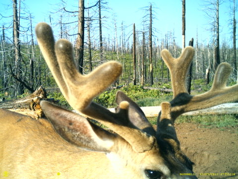 Central Oregon Muley pics