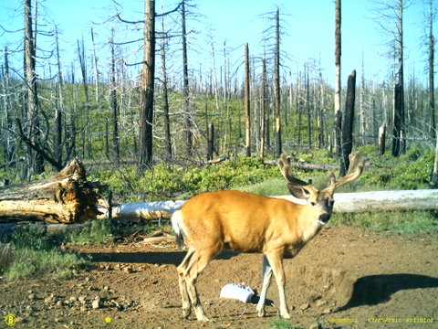 Central Oregon Muley pics