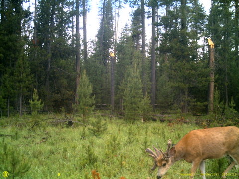 Central Oregon Non typical