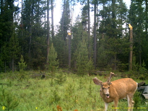 Central Oregon Non typical