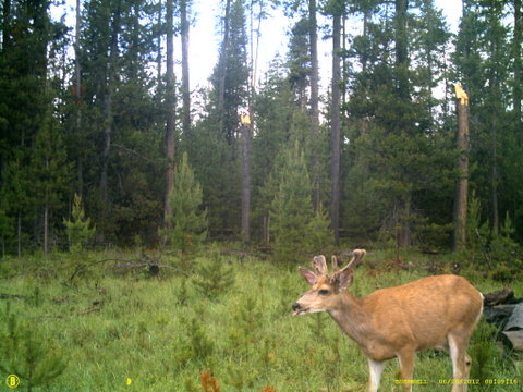 Central Oregon Non typical