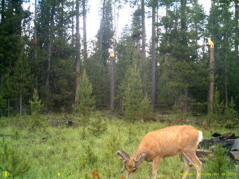 Central Oregon Non typical