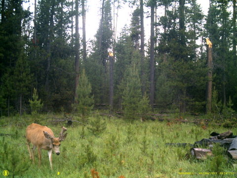 Central Oregon Non typical