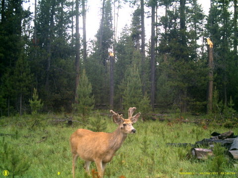 Central Oregon Non typical