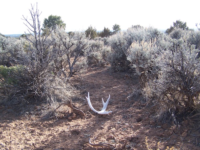 Re: My first shed of 2012