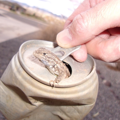 Lizard in a can - good weekend