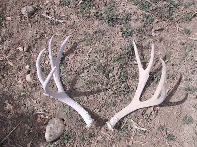 My 1st 6 point deer shed...and more