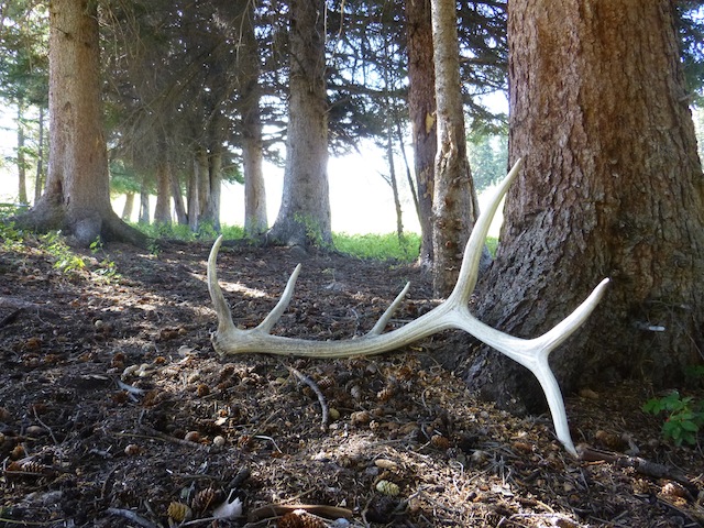 117 sheds in 5 hours!  Yellowstone catch &amp;amp; release