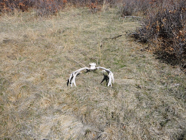 First elk set of the year