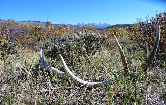 Re: Went elk hunting but only found sheds