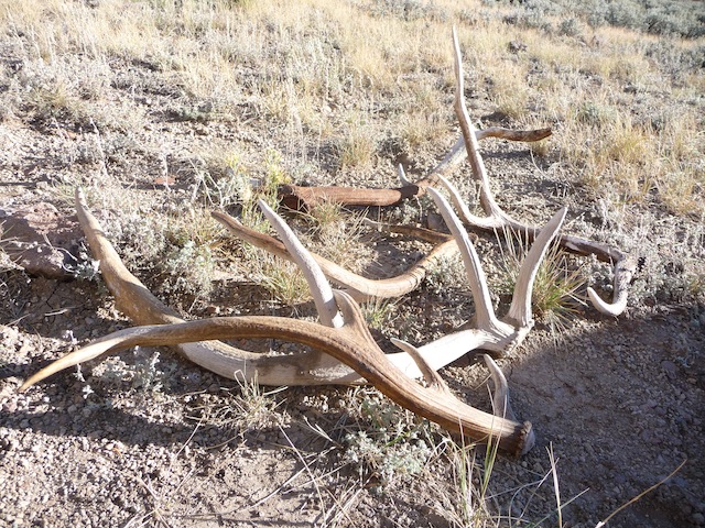 Went elk hunting but only found sheds