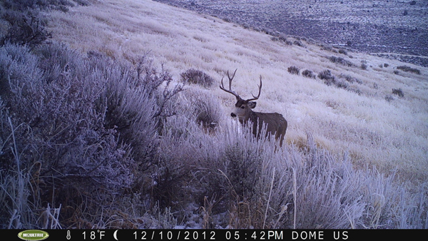 trail cam pics