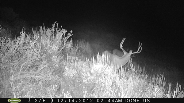 trail cam pics