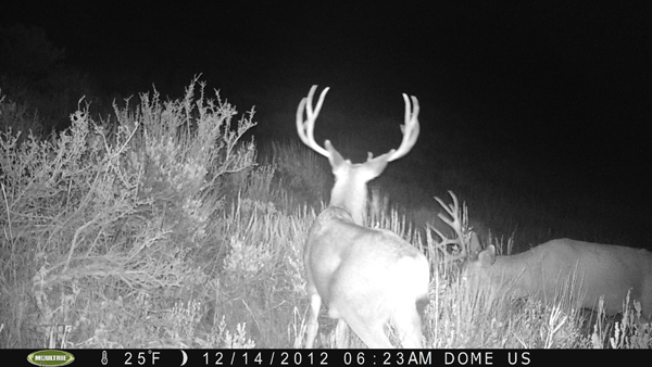 trail cam pics