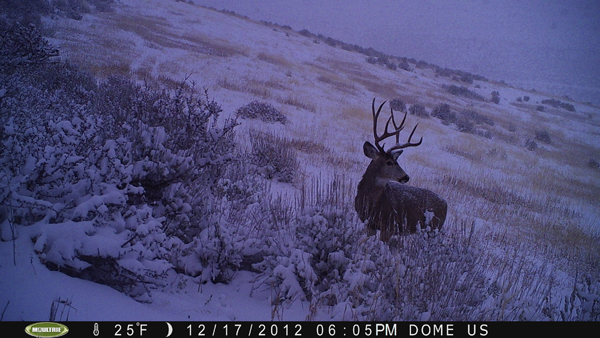 trail cam pics