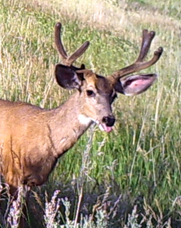 first ever trail cam and pics