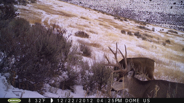 trail cam pics