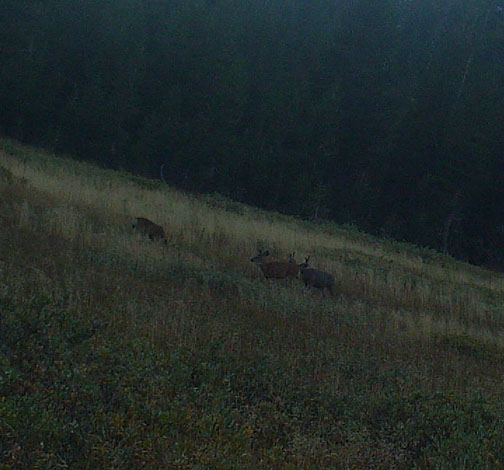 Plan B Mule Deer