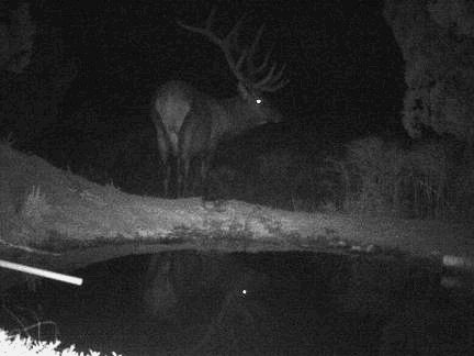 Trail Cam bull... score?