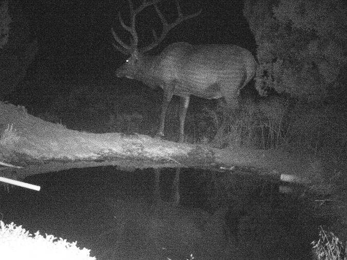 Trail Cam bull... score?