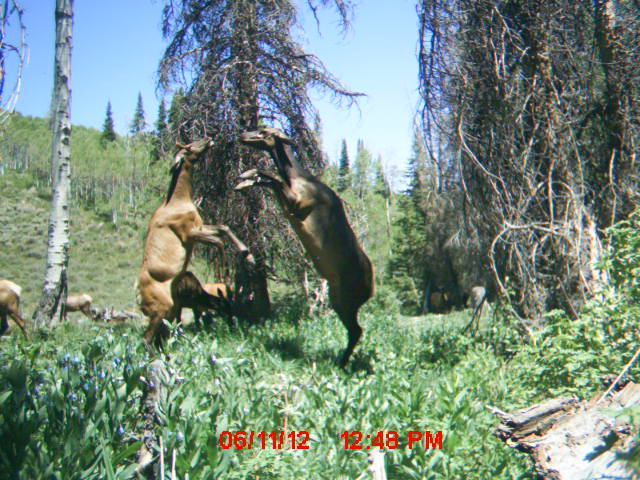 Fighting Elk