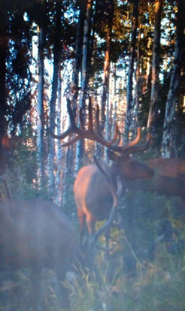 Manti LE Early ELk hunt