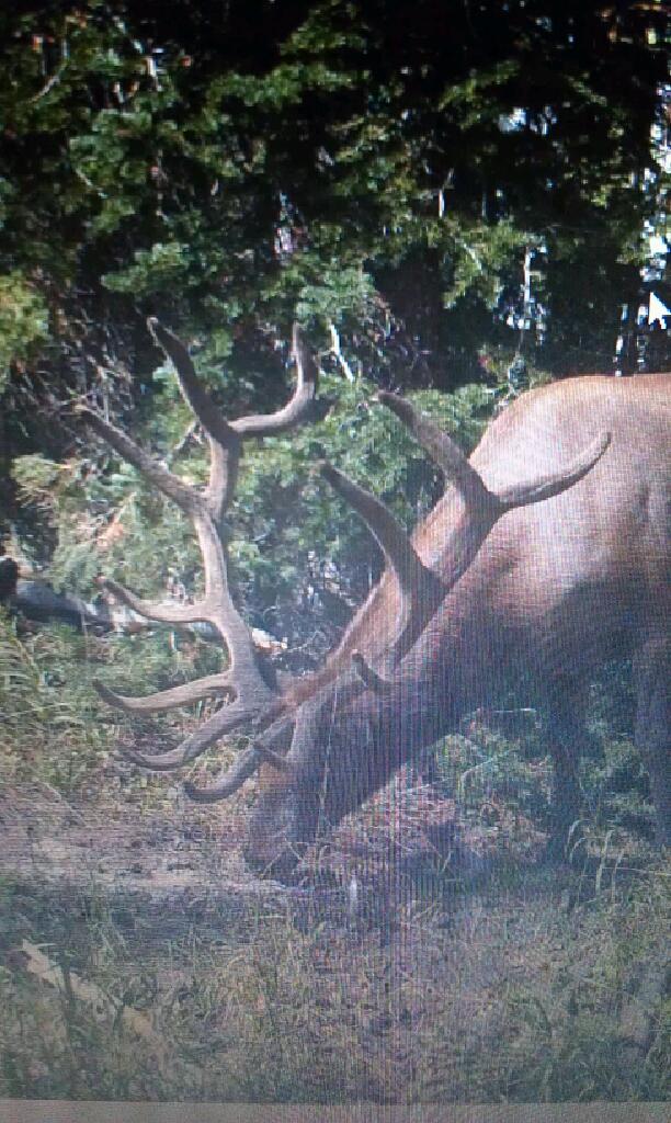 Manti LE Early ELk hunt