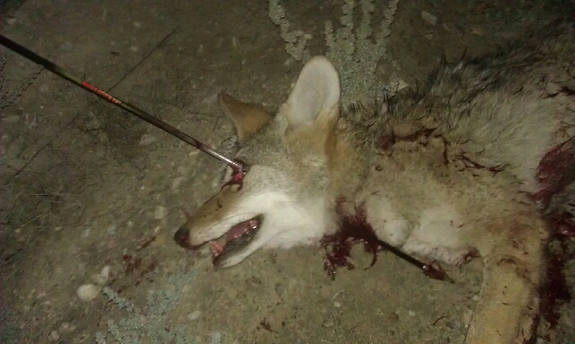 what call to use?  and a pic of a coyote I got with my bow