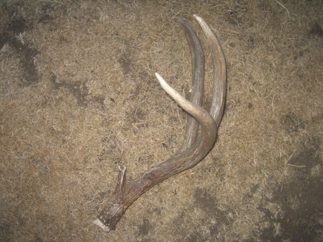 Re: Shed Hunting Trip - 1st of 2013